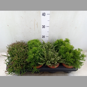 Rhipsalis   ...mix