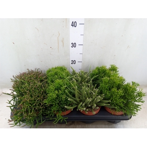 Rhipsalis   ...mix