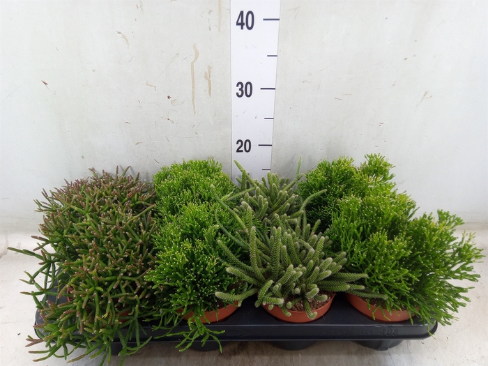 <h4>Rhipsalis   ...mix</h4>