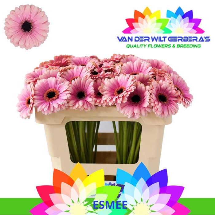 <h4>Germini Esmee Water</h4>