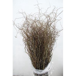 Salix babyl. 'Tortuosa'