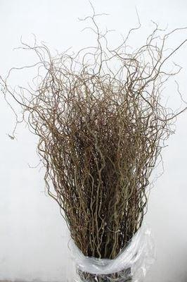 <h4>Salix babyl. 'Tortuosa'</h4>