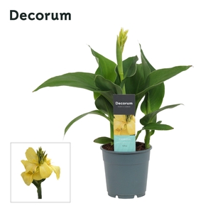 Canna Yellow (Decorum)