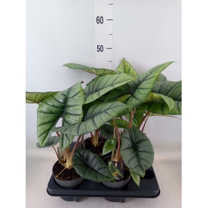 Alocasia   ...