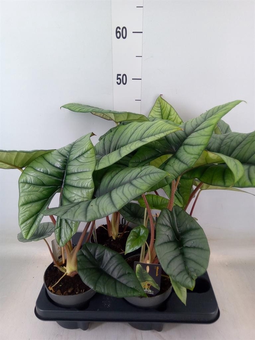 <h4>Alocasia   ...</h4>