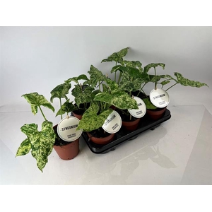 Syngonium Mottled 12Ø 25cm