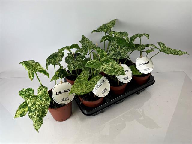 Syngonium Mottled 12Ø 25cm