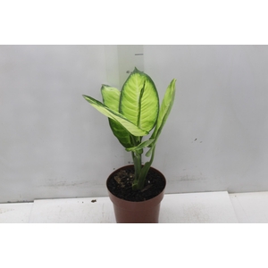 DIEFFENBACHIA TROPIC MARIANA P17