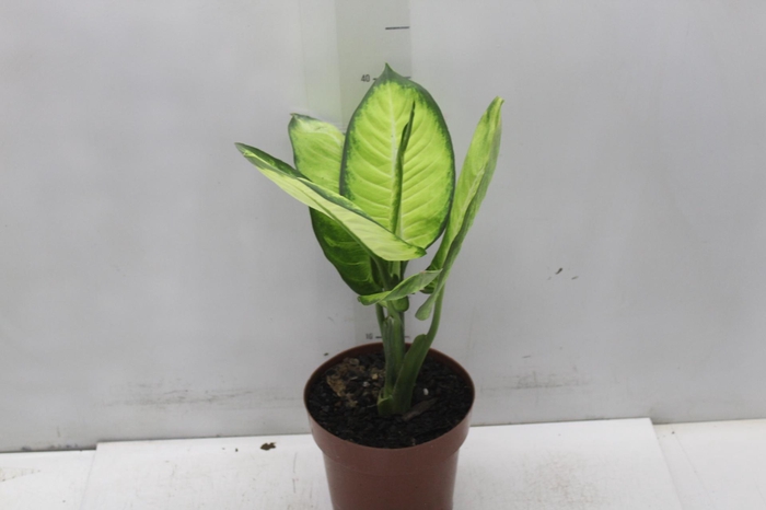 <h4>DIEFFENBACHIA TROPIC MARIANA P17</h4>