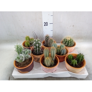 Cactus   ...