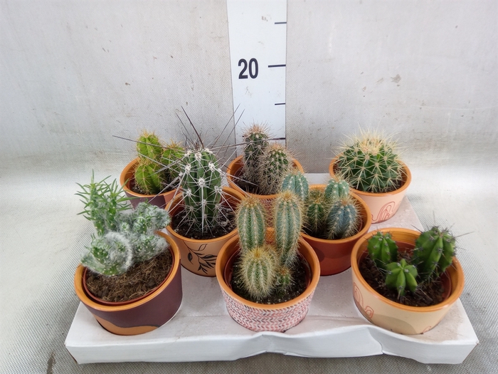 <h4>Cactus   ...</h4>
