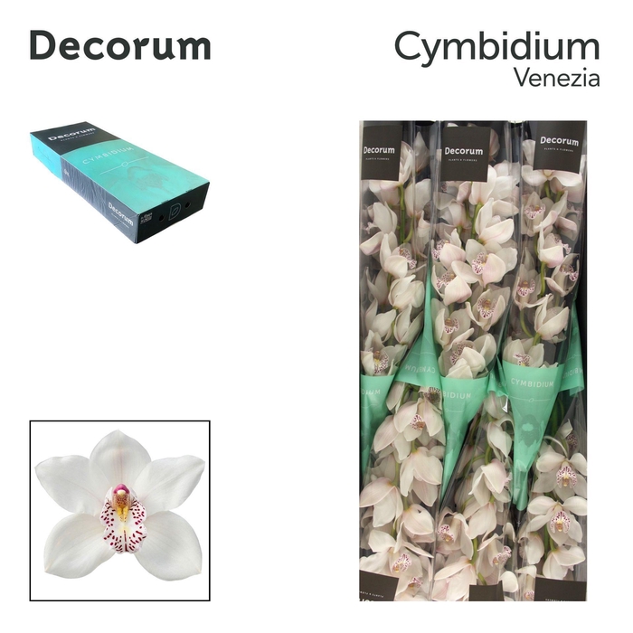 CYMB T VENEZIA Decorum 80cm