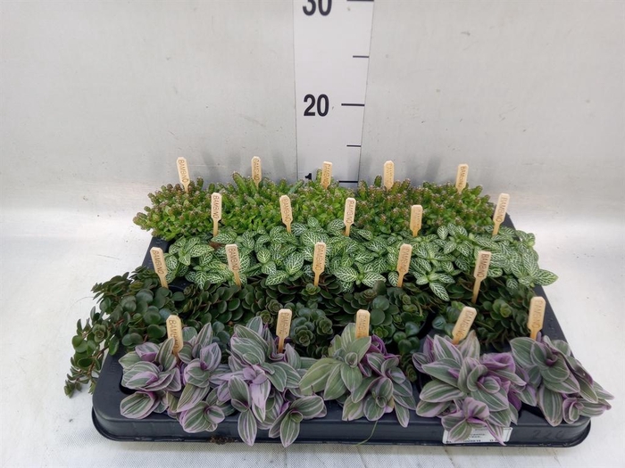 <h4>Planten ..mix</h4>