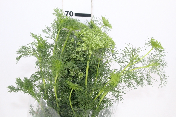 <h4>AMMI MAJUS GREEN MIST 070 CM</h4>