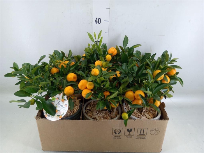 <h4>Arr.   Kamerplant Groen L%</h4>