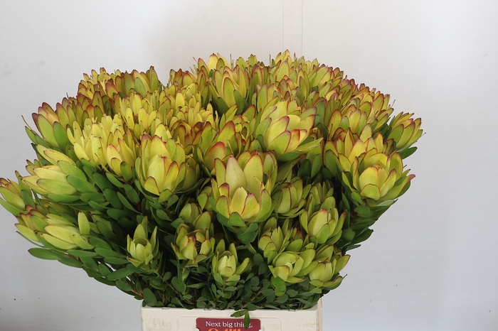 <h4>Leucadendron Goldstrike Spray</h4>