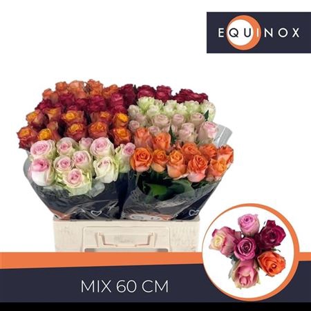 <h4>Rosa grootbloemig gemengd in fust</h4>