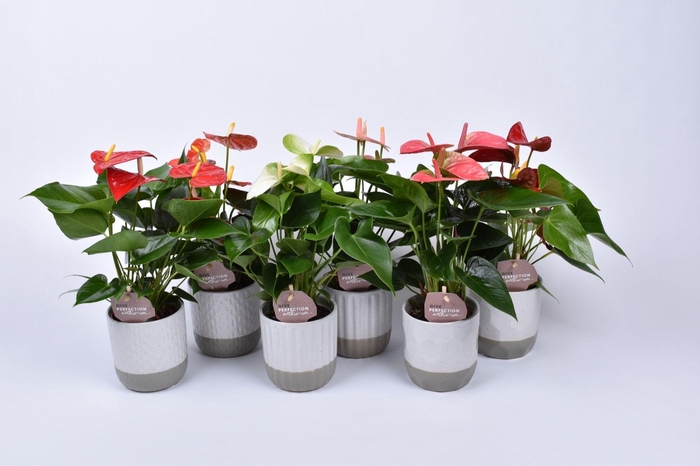 <h4>Anthurium gemengd 9 cm in Becca keramiek</h4>