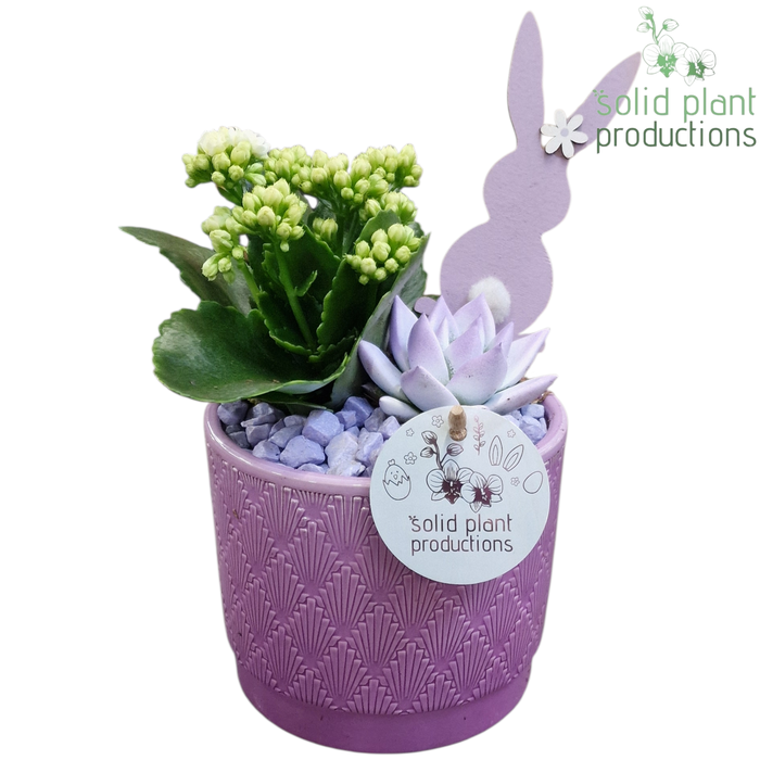 <h4>KE001 Ariël Lila Easter</h4>