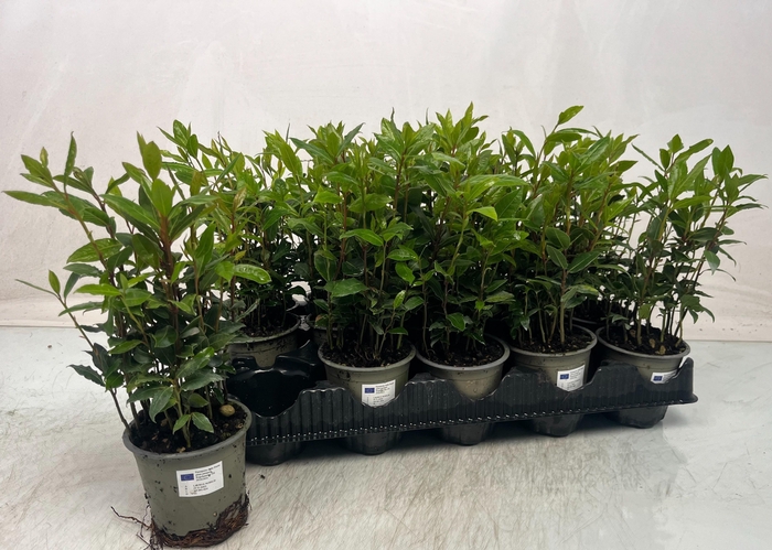 <h4>LAU NOBILIS</h4>