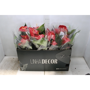 ANTHURIUM QUERIDA P15