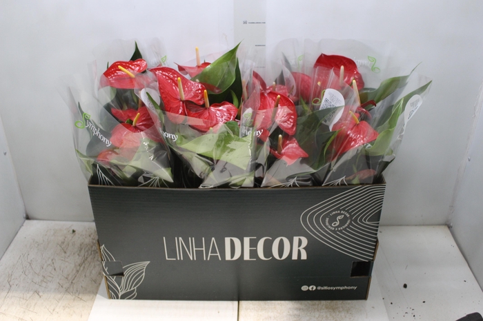 <h4>ANTHURIUM QUERIDA P15</h4>