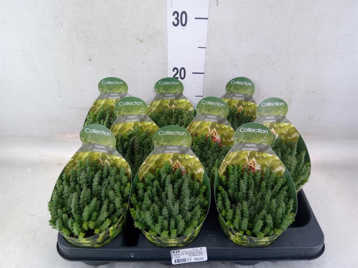 <h4>Cactus   ...</h4>