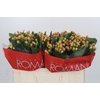 Hypericum Mellow Romance