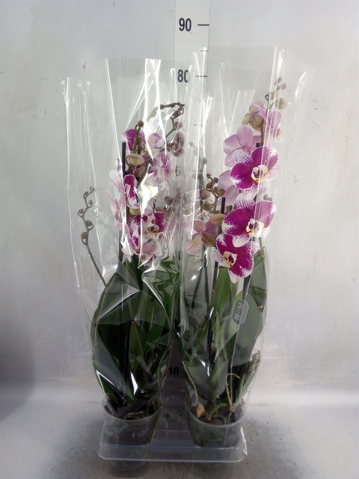 <h4>Phalaenopsis  'Ant Barcelona'</h4>