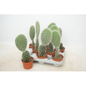 OPUNTIA