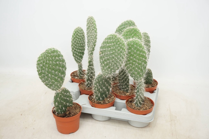<h4>OPUNTIA</h4>