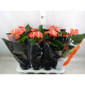 Anthurium andr. 'Madural Orange'