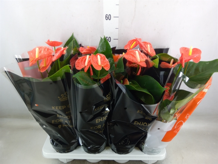 <h4>Anthurium andr. 'Madural Orange'</h4>