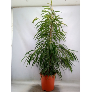 Ficus binn. 'Alii'