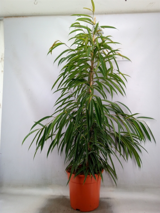 <h4>Ficus binn. 'Alii'</h4>