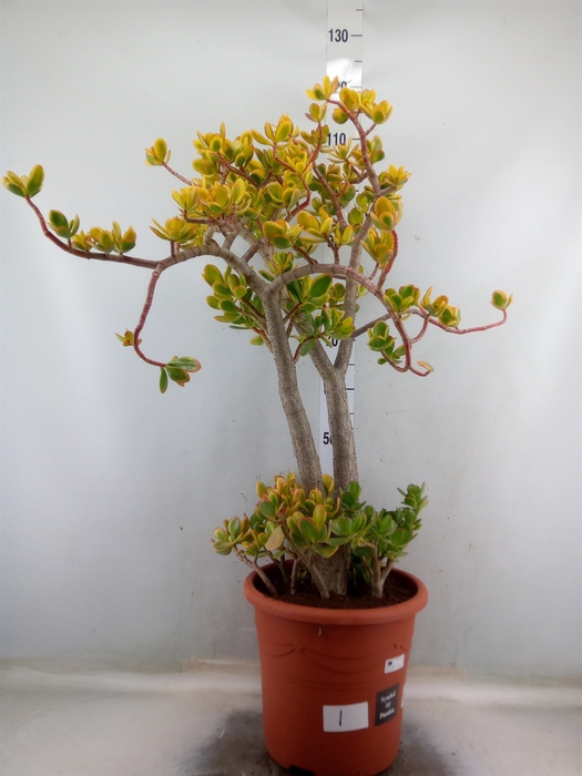 <h4>Crassula ovata 'Sunset'</h4>