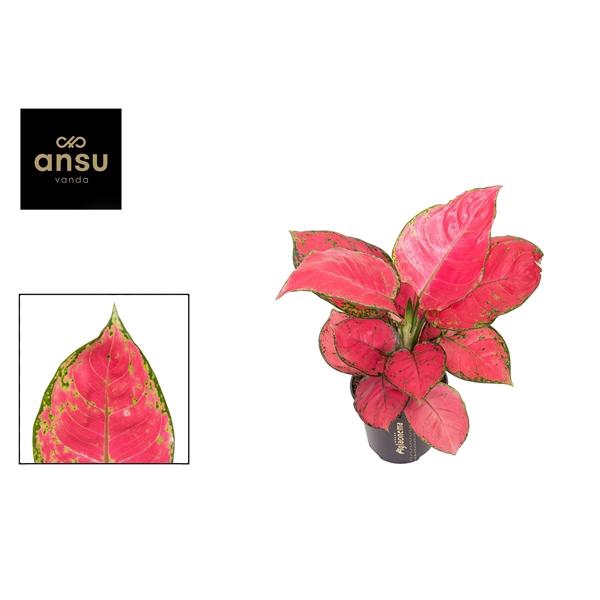 <h4>Aglaonema overig</h4>