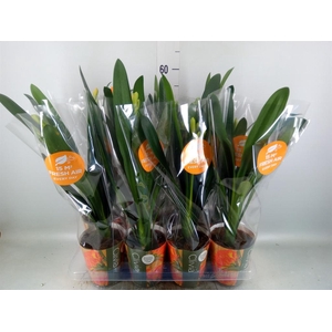 Clivia miniata