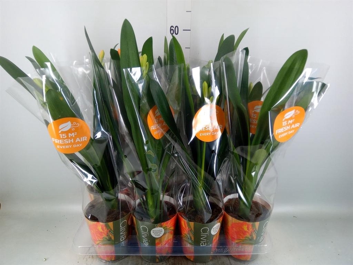 <h4>Clivia miniata</h4>