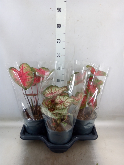 <h4>Caladium   ...mix</h4>