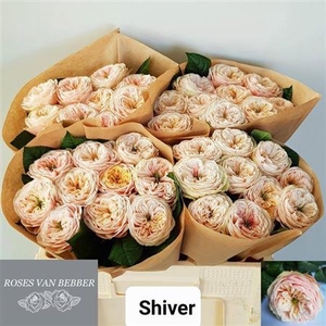 R Gr Bu Shiver!