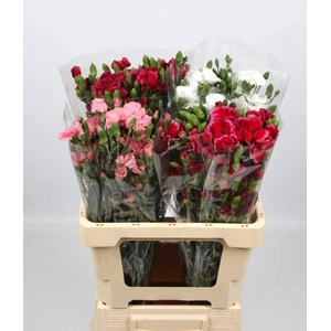 DI TE SOLOM GEM FUST