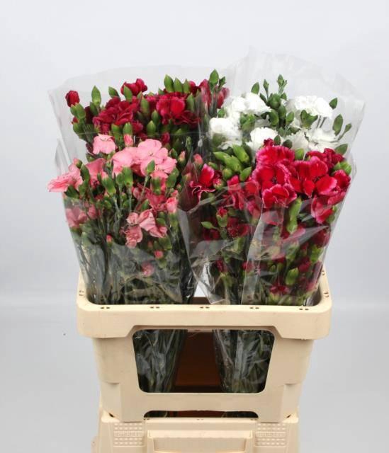 <h4>DI TE SOLOM GEM FUST</h4>