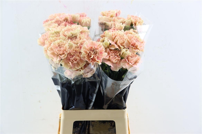 <h4>Di St Creta</h4>