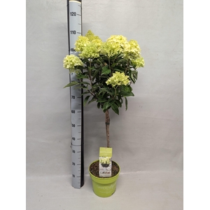 HYDR PANICULATA