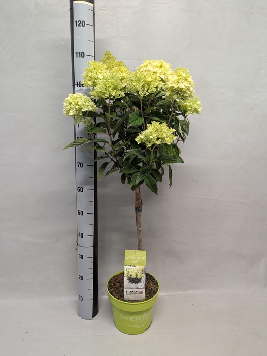 <h4>HYDR PANICULATA</h4>