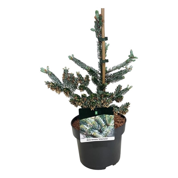 <h4>Abies koreana 'Silberlocke'</h4>