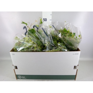 Hedera   ...mix