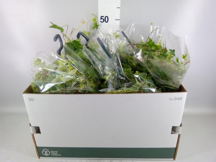 <h4>Hedera   ...mix</h4>