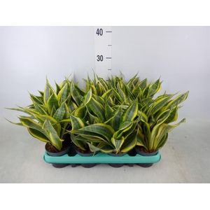 Sansevieria trifa.   ...